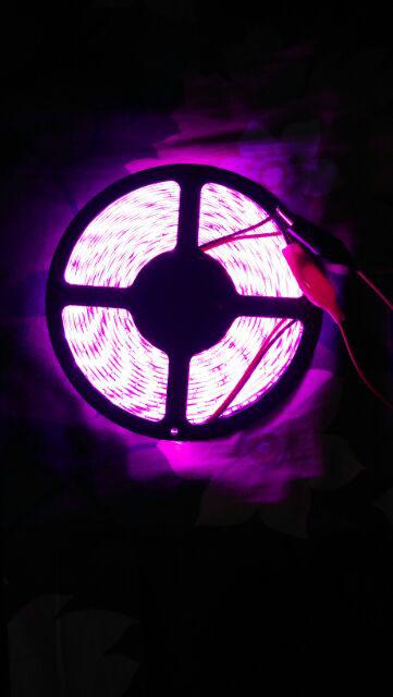 24volt - Led Roll Pink Mata Besar 5050 5meter