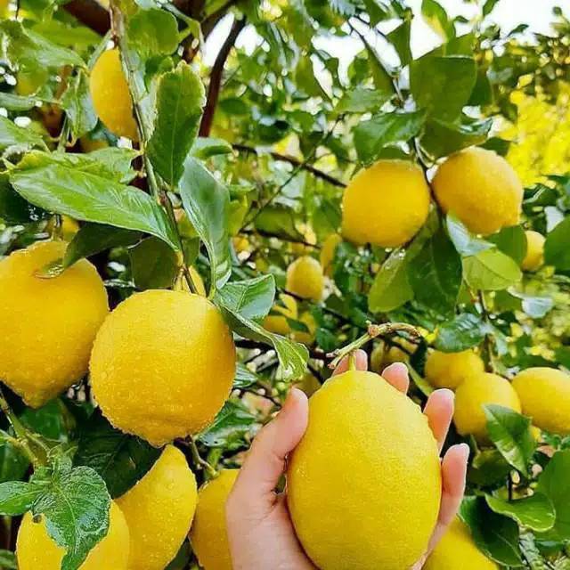 Paket Jeruk Lemon isi 4 jamin cepat berbuah