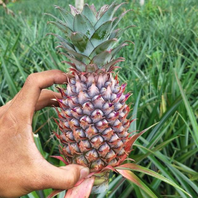 

1KG NANAS MUDA SUBANG || pelancar Haid