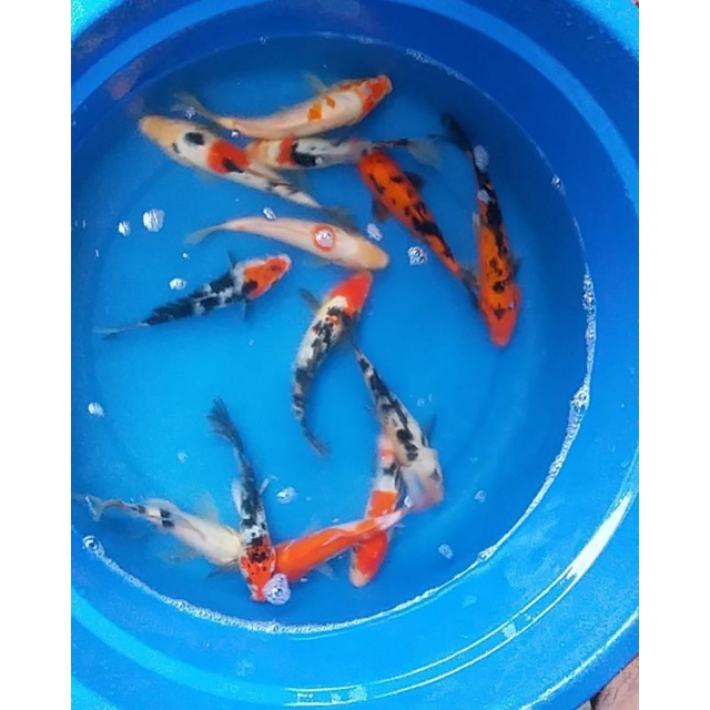 koi indukan blitar size 15-17 cm