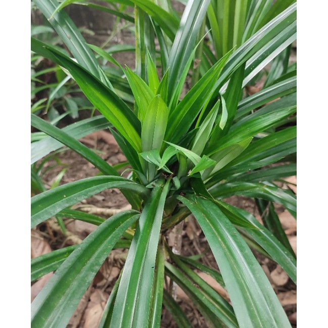 

DAUN PANDAN WANGI FRESH Di petik langsung dari pohon | Pewangi Makanan