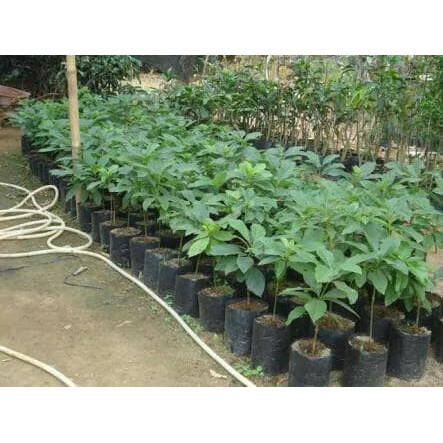 Bibit Alpukat Markus Jumbo