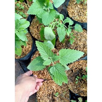 Bibit Tanaman Catnip / Pengusir Tikus / Disukai Kucing / Catmint