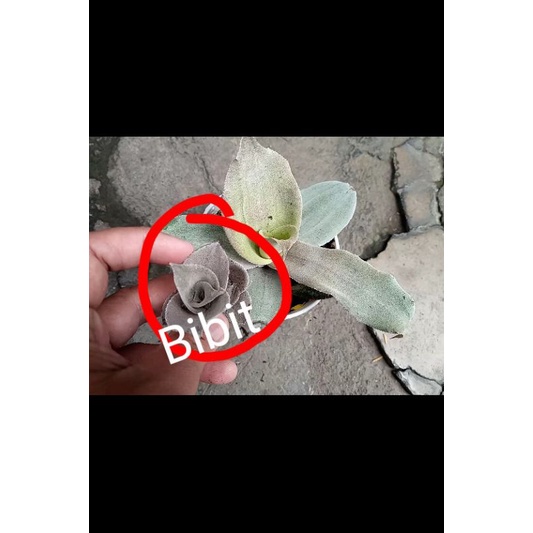 Cryptanthus "Silver Lady"  / Cryptanthus argyrophyllus Rare Item