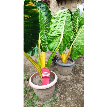 Senthe Wulung Kuning Alocasia Gold