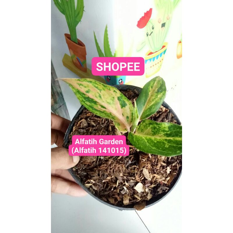 PROMO // Tanaman Hias Aglonema Mutiara-Aglonema Mutiara Termurah-aglonema Mutiara PROMO TERMURAH