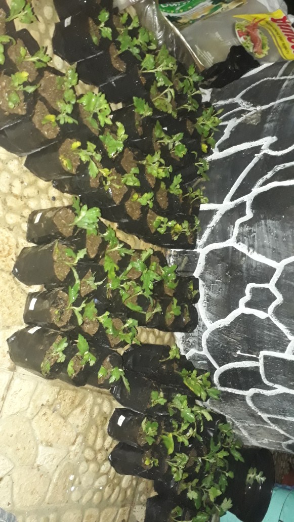 Tanaman Hias Bibit Bunga Krisan Paket 65 Pcs