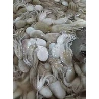 

Fresh Octopus/Gurita