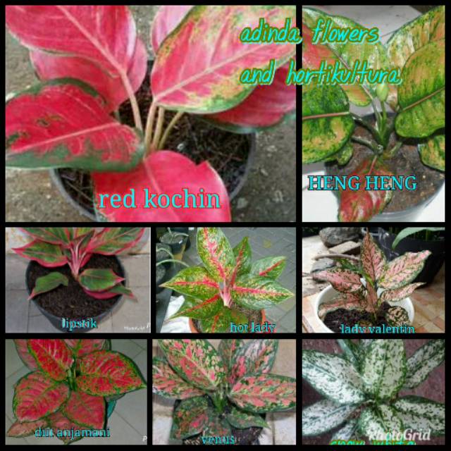 Bibit bunga aglonema 8 macam