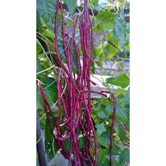 Benih Sayuran Kacang Panjang Ungu Fagiola Ipb F1 Tpsdd3 Original