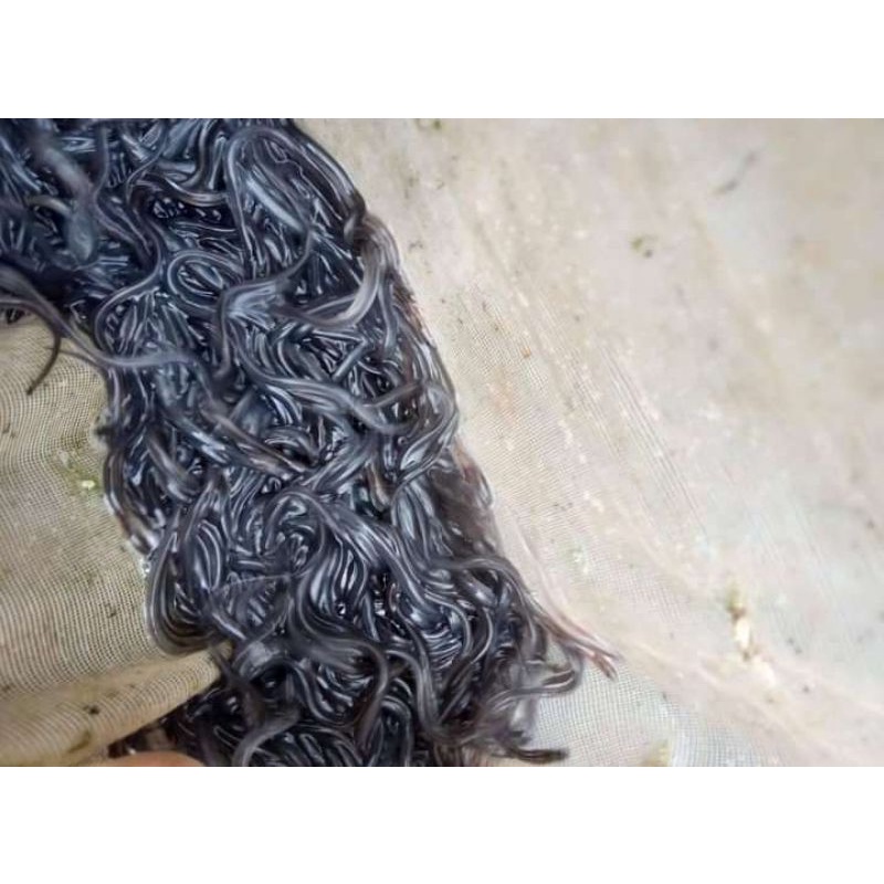 benih sidat glass eel