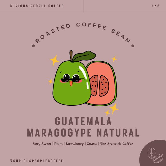 

BIJI KOPI ARABIKA MANUAL BREW - GUATEMALA MARAGOGYPE NATURAL - 1 KG FBFG63546