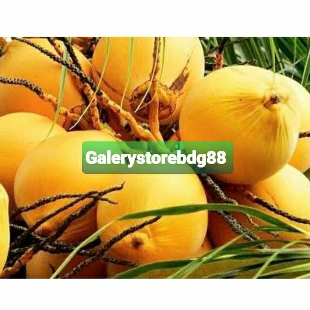 

Jual buah kelapa gading perbuah