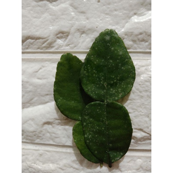 

Daun jeruk purut
