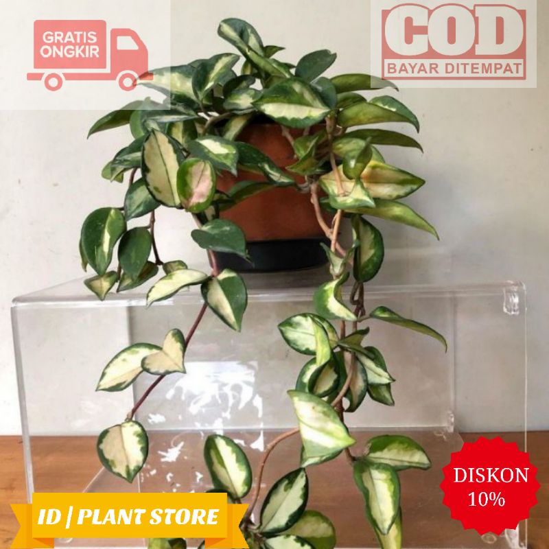 Tanaman hias hoya cornosa-tanaman hidup-bunga hidup murah-bunga gantung hidup-bunga hiasan rumah