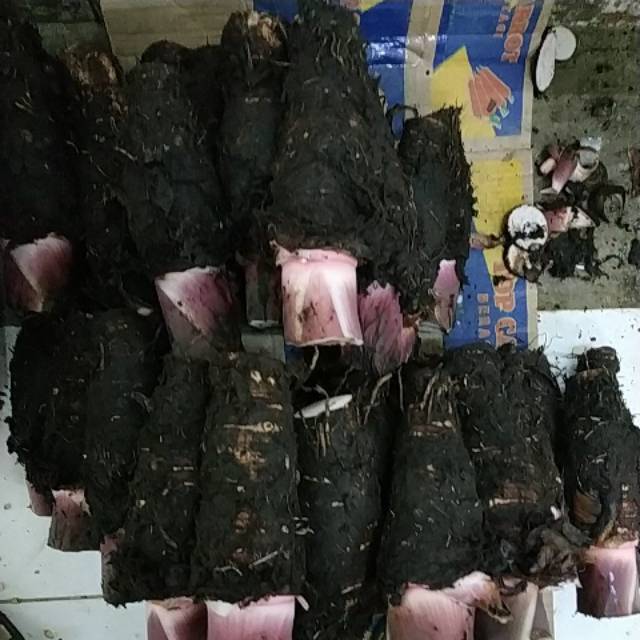 

Talas Pontianak /kg