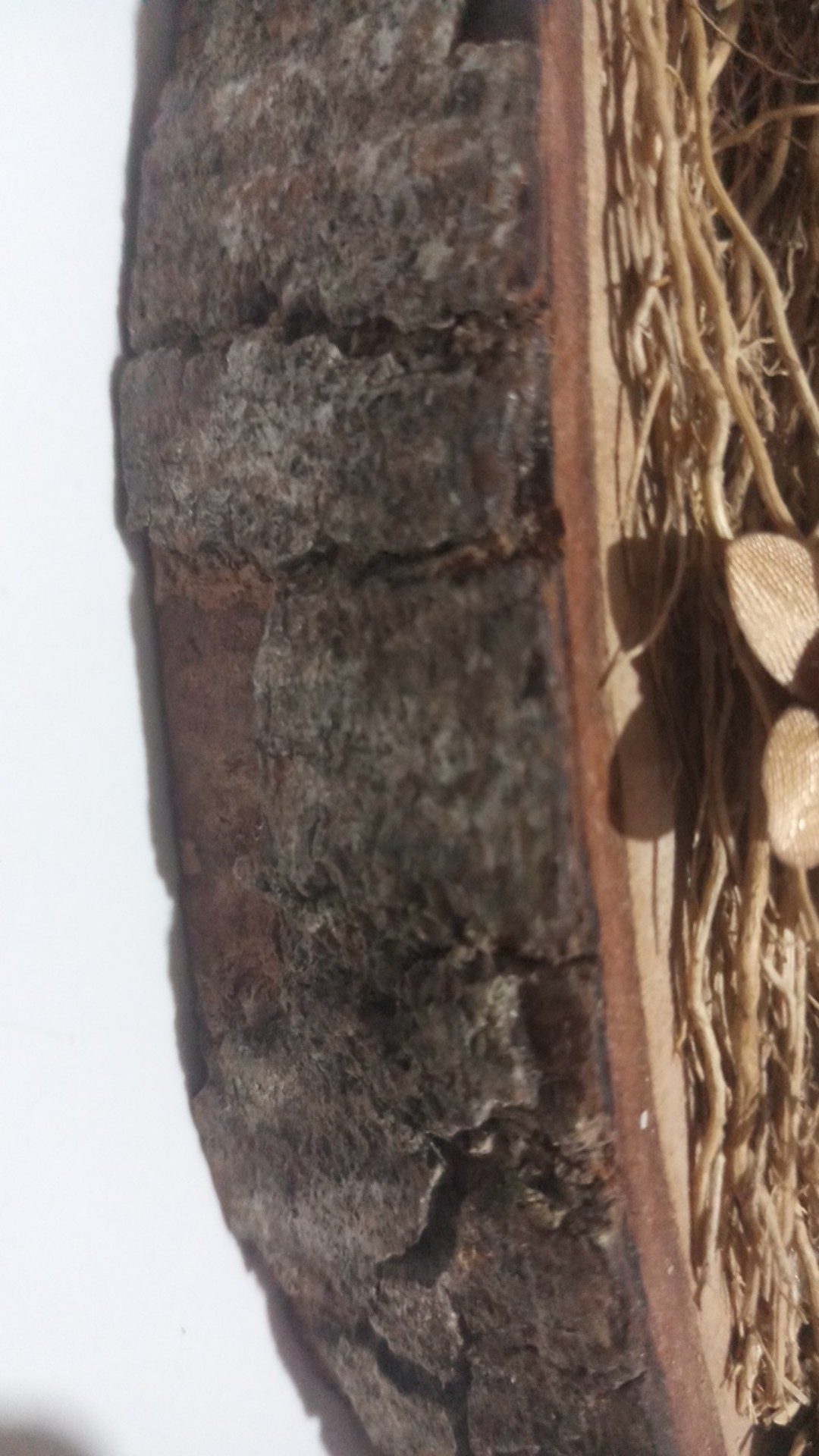 Potongan Kayu | Talenan Kayu | Slice Wood Diameter 20-22 Cm