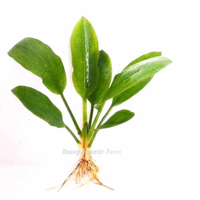 Echinodorus Amazon (bleheri)