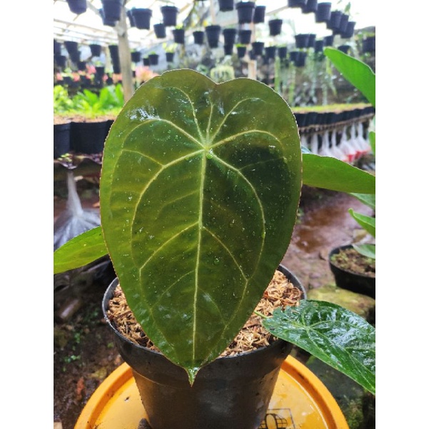 anthurium forgetii x anthurium ace of spades