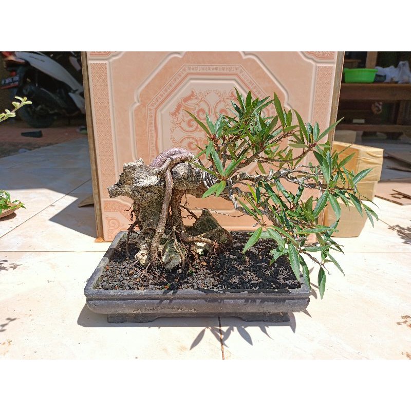 bonsai ficus California - bonsai beringin - bonsai siap pajang