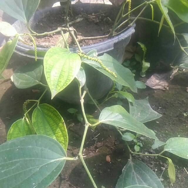 Tanaman lada perdu atau bibit tanaman lada putih perdu / tanaman jadi
