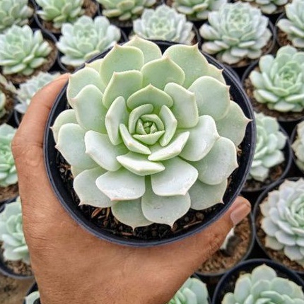Echeveria Lola Tanaman Hias Outdoor