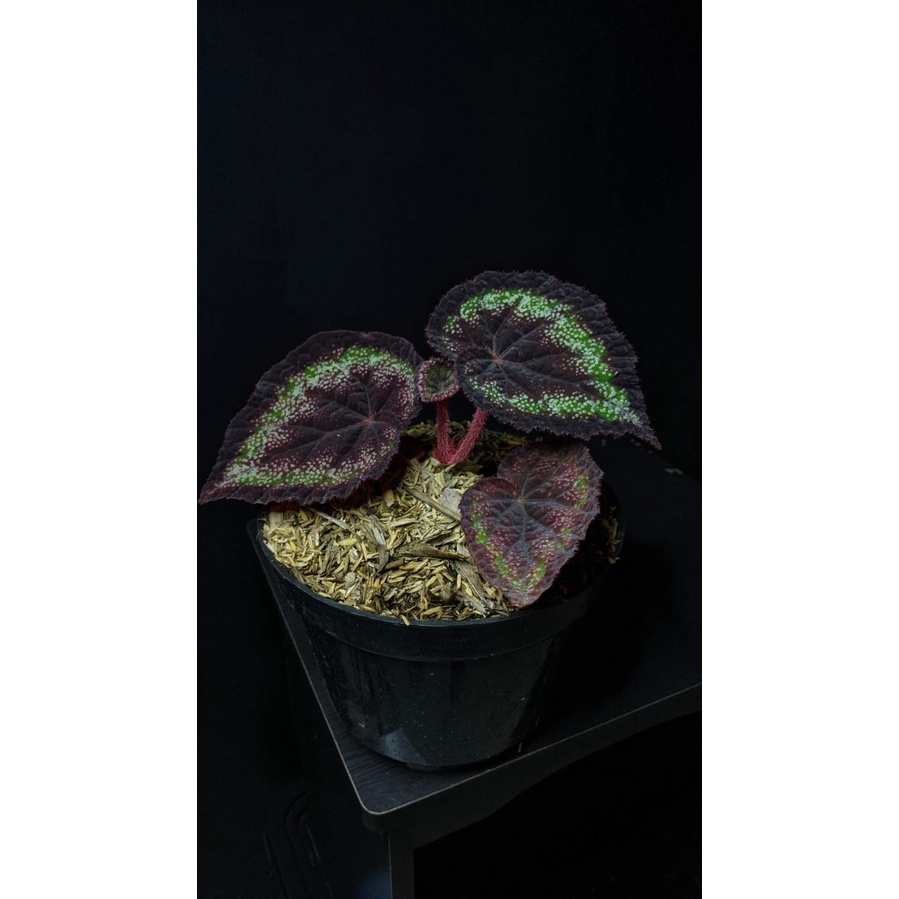 Tanaman Hias Begonia Black Night - Bibit Begonia Murah