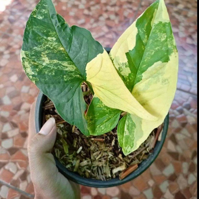 READY SYNGONIUM YELLOW TANAMAN HIAS BUNGA SYNGONIUM MURAH TERAWAT