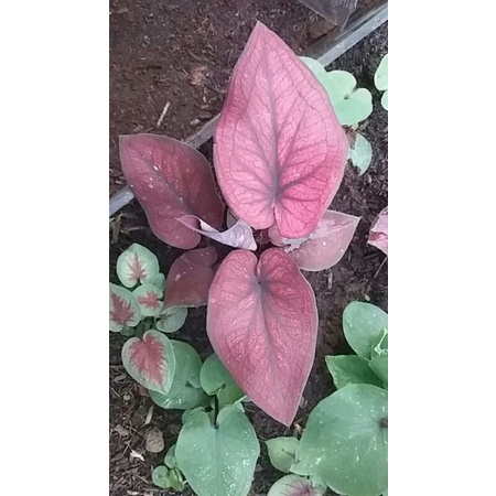 caladium hybrid