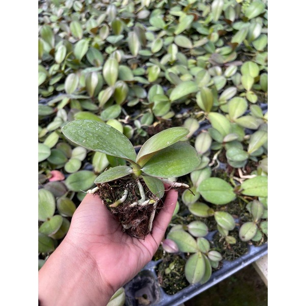 [PREEORDER] Bibit Anggrek Bulan Jumbo Murah