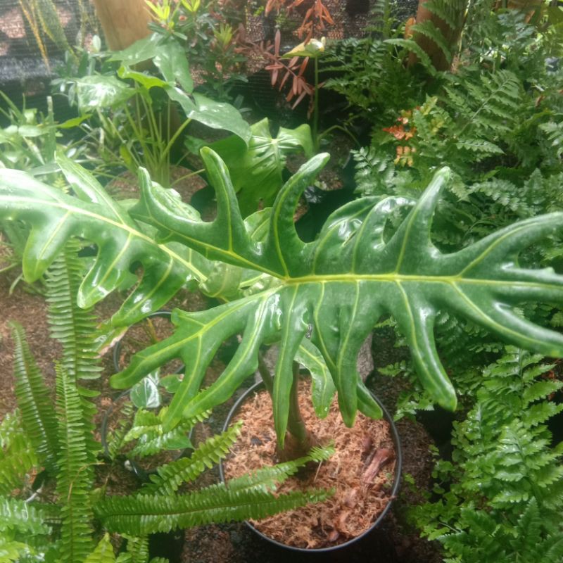Alocasia portei