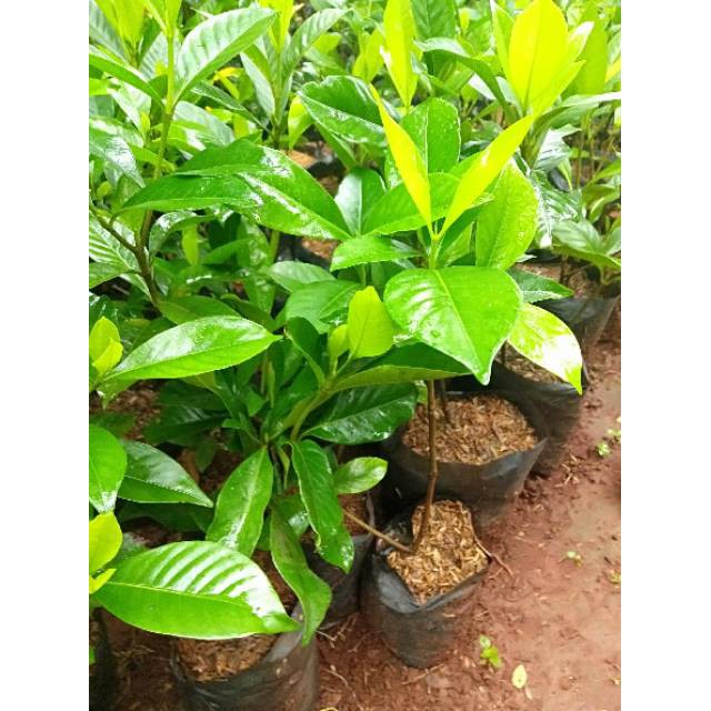 Pohon gardenia bunga putih