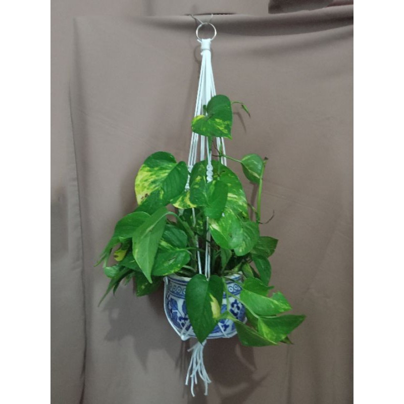 jual tali pot gantung bunga dari tali kur