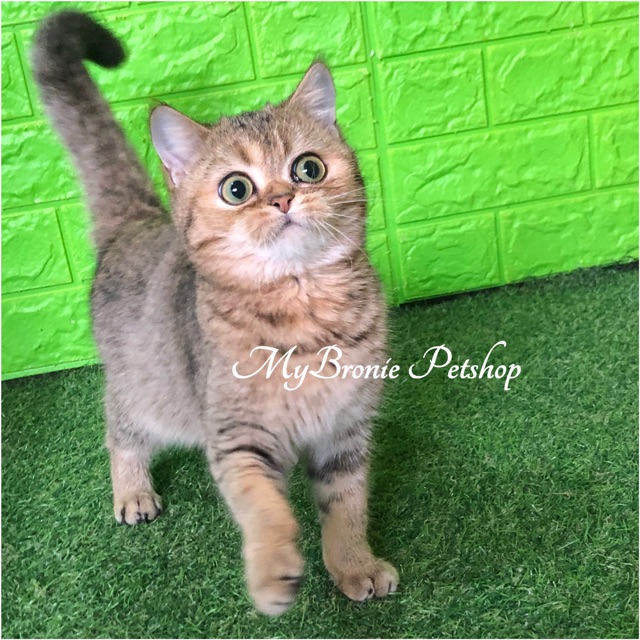 Kucing British Shorthair Bsh Import From Europe Golden Female Shopee Indonesia