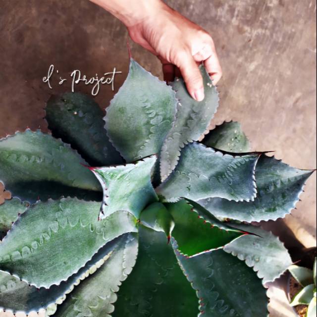 tanaman hias succulent sukulen Agave Dragon toes jumbo size import