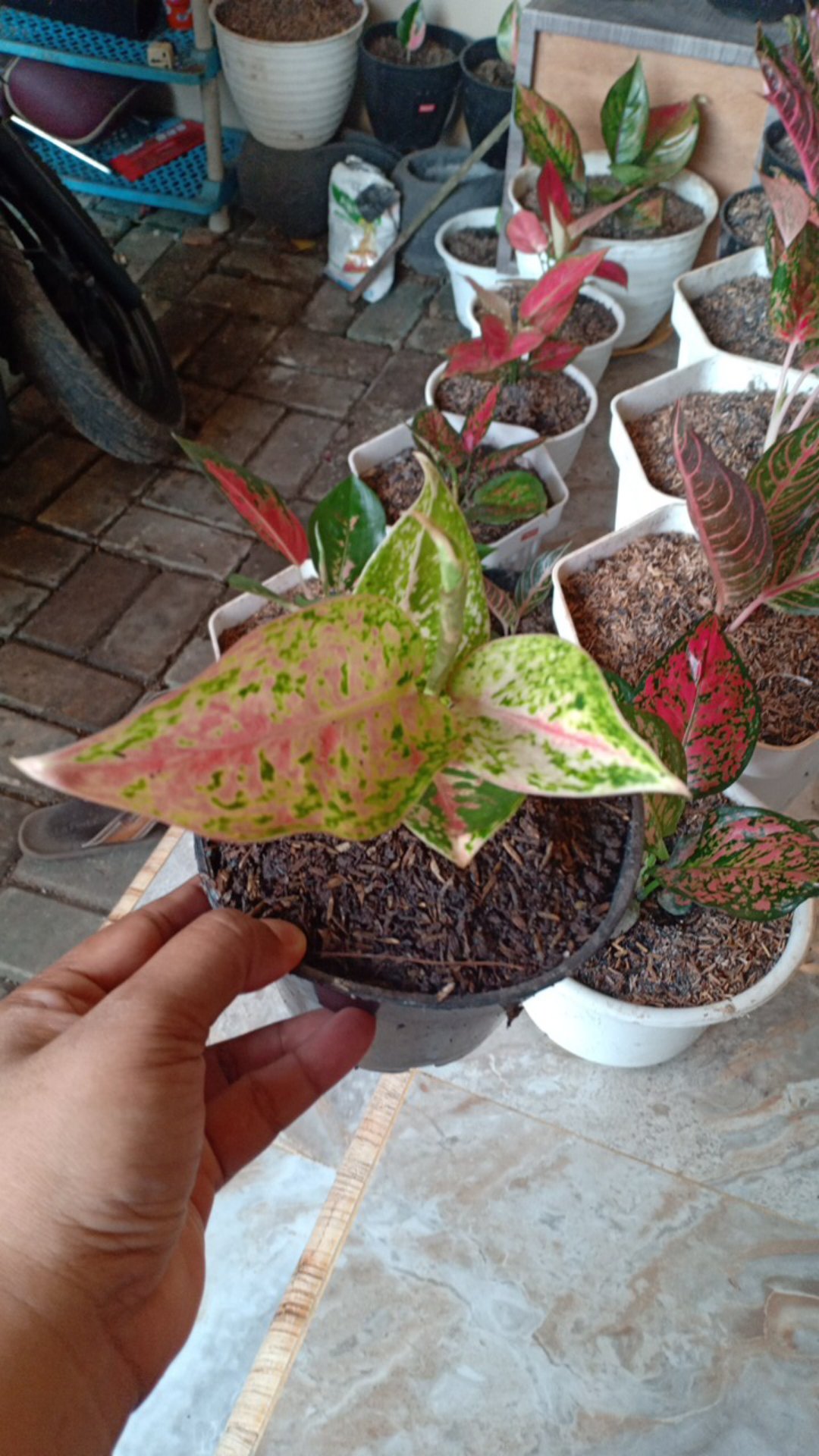 Aglonema Srikandi Thailand
