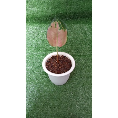 aglonema sultan brunai bibitan sesuai Poto yg akan kami kirim asli tanian lokalan sendiri