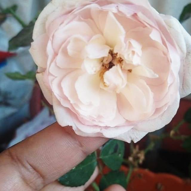 shinta.id