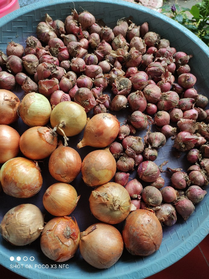 Bawang Merah Lokal 1kg