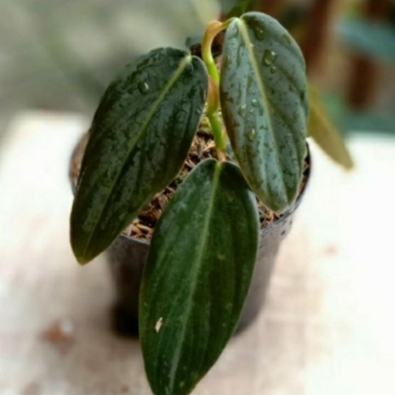 tanaman hias philodendron gigas