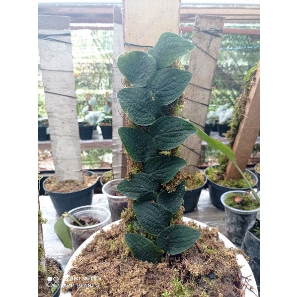 anakan tenuis silver