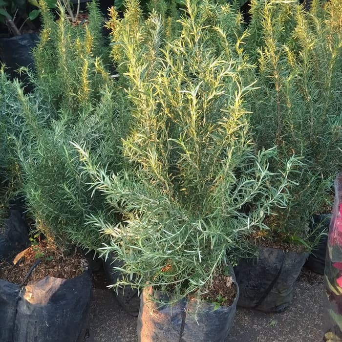 Tanaman rosemary rimbun/ polybag besar