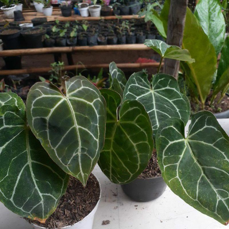 ANTHURIUM KUPING GAJAH 100% JUMBO