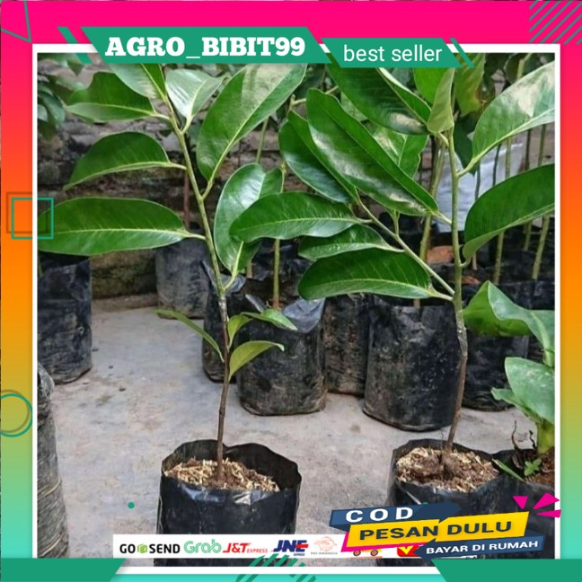 bibit tanaman buah black sapote jumbo hasil okulasi