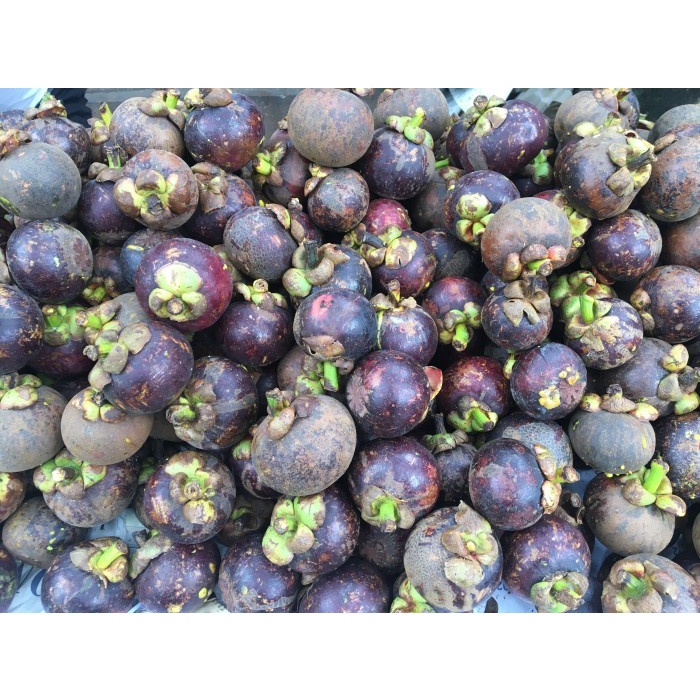 

Buah Manggis Super/ Manggis Super - 500 gram