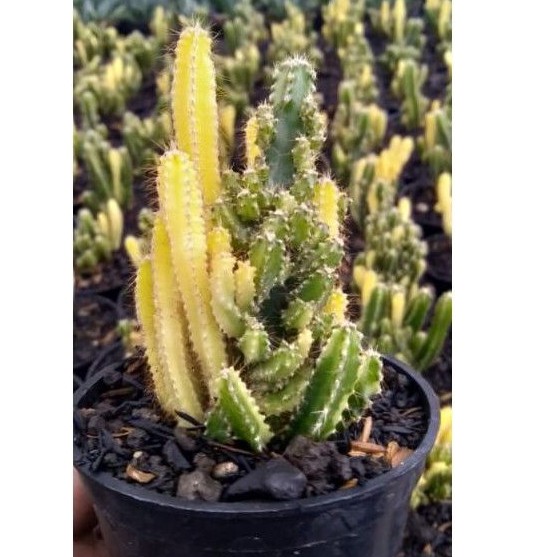Kaktus Candi Variegata