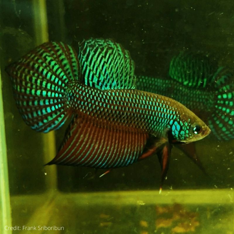 Wild betta Smaragdina green guitar