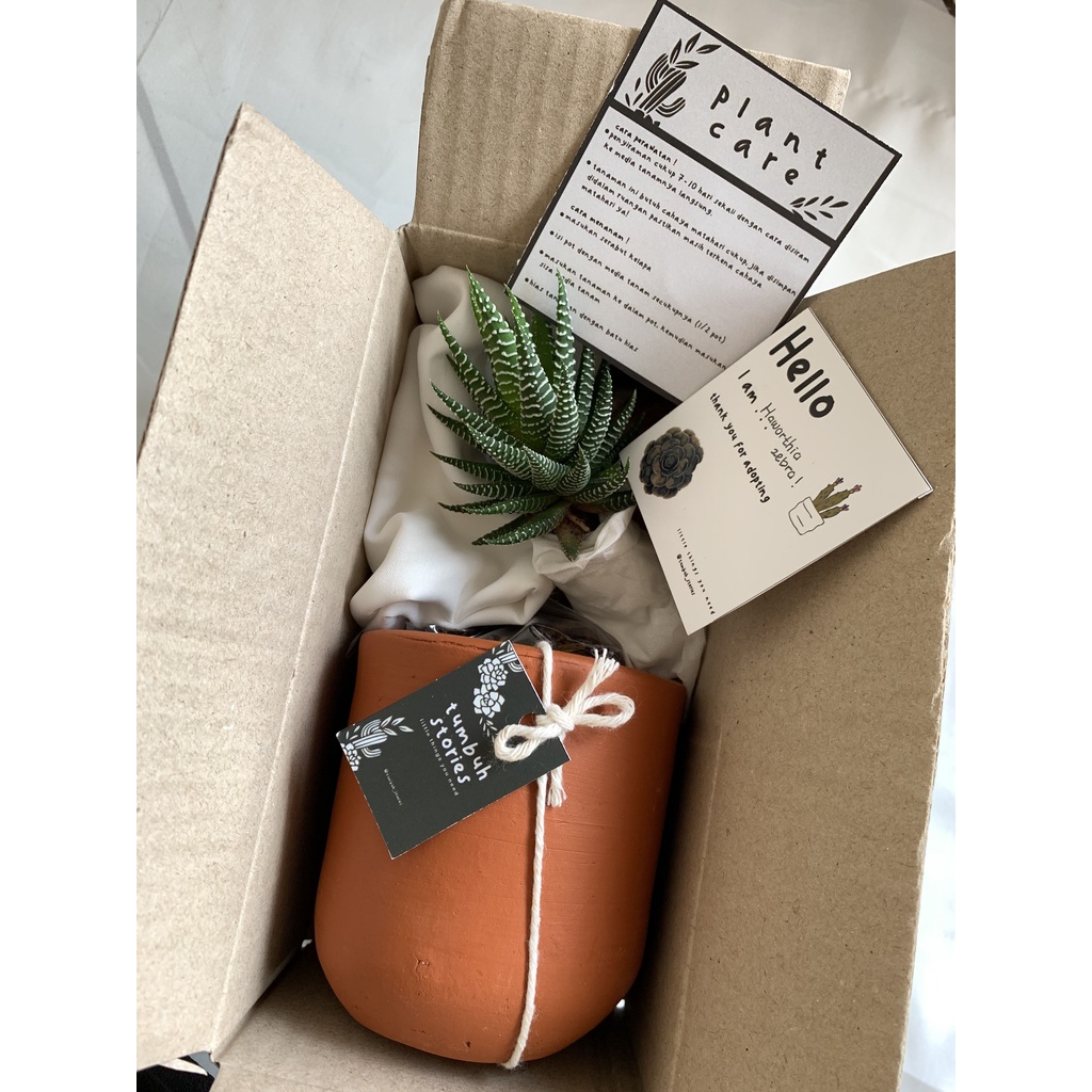 kaktus / succulent kit / planting kit / gift box / hampers