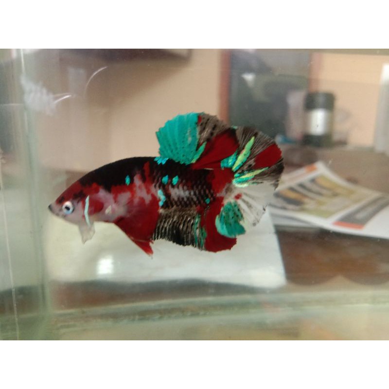 

cupang black koi