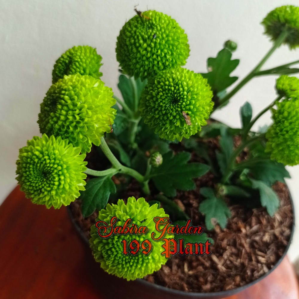 TANAMAN HIAS Krisan bunga hijau 4 batang